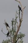 arbre  cormorans