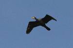 grnd cormoran 