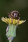 abeille (2)