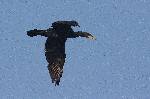 cormoran en vol (2)