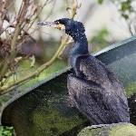 cormoran peu timide (5)