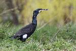 cormoran peu timide (6)