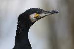 cormoran peu timide gros plan recadré