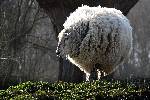boule de laine