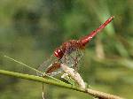 libellule rouge (1)