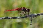 libellule rouge (2)