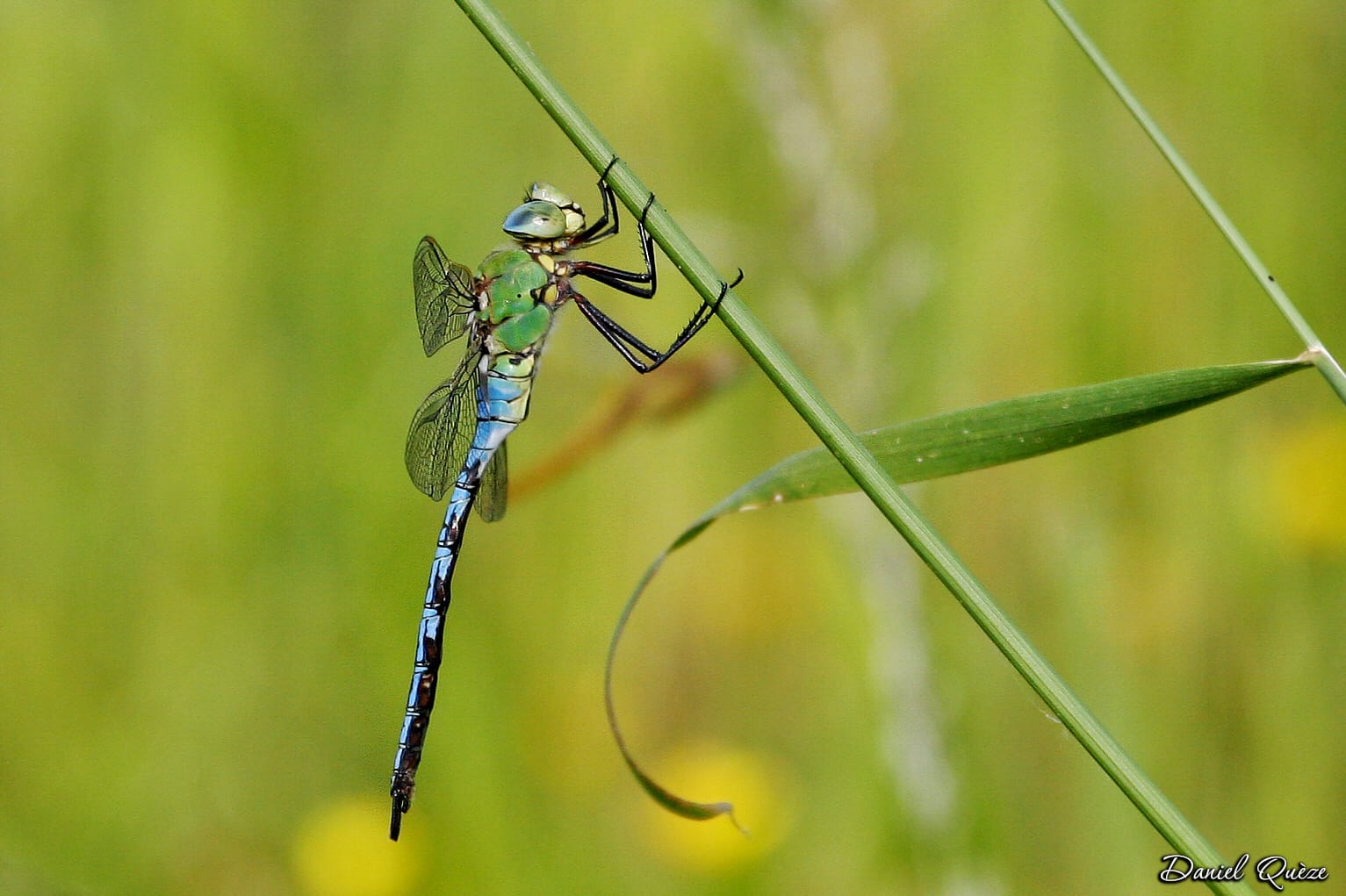 libellule (aeschne )