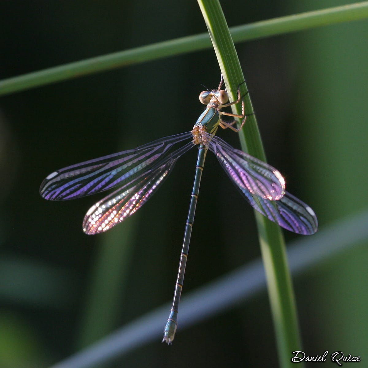 libellule irisée