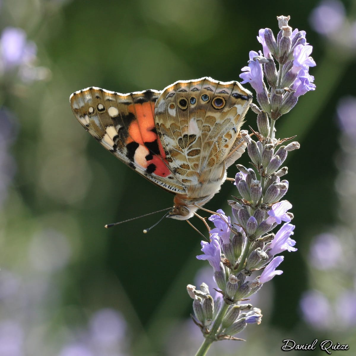 vanesse des chardons (1)