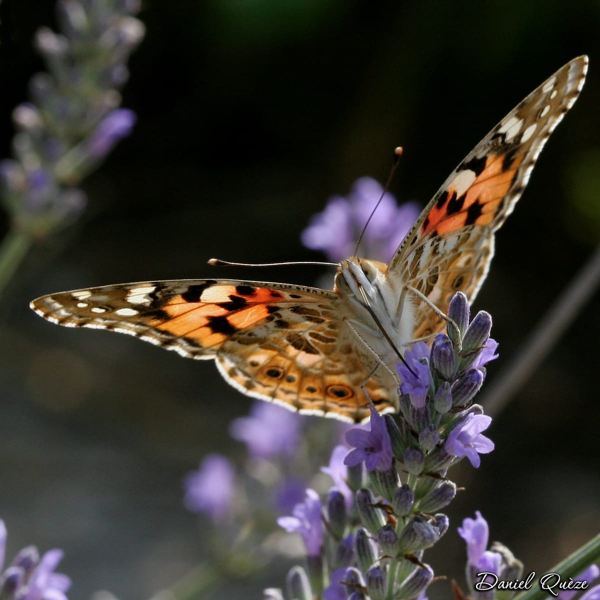 Vanesse des chardons (2)