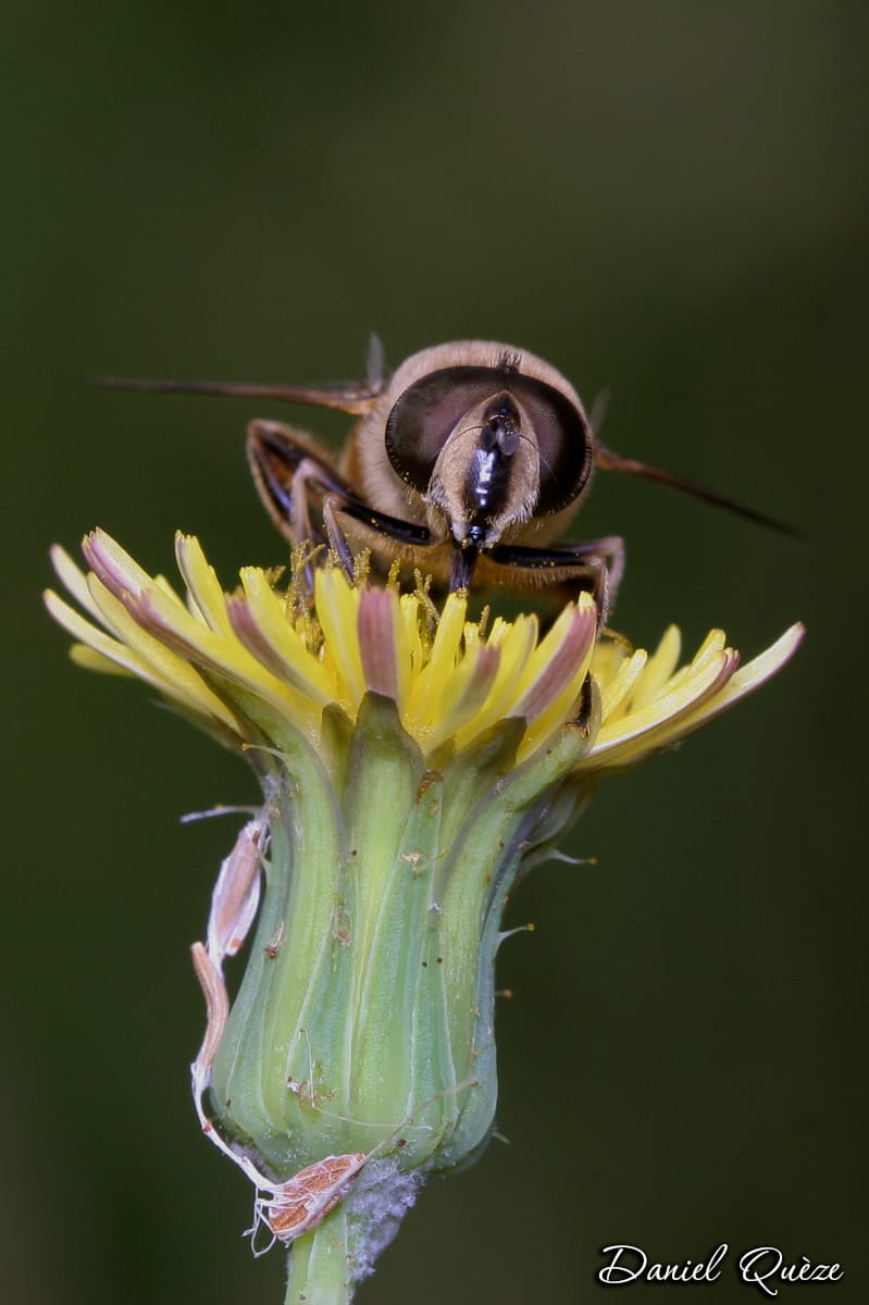 abeille (2)