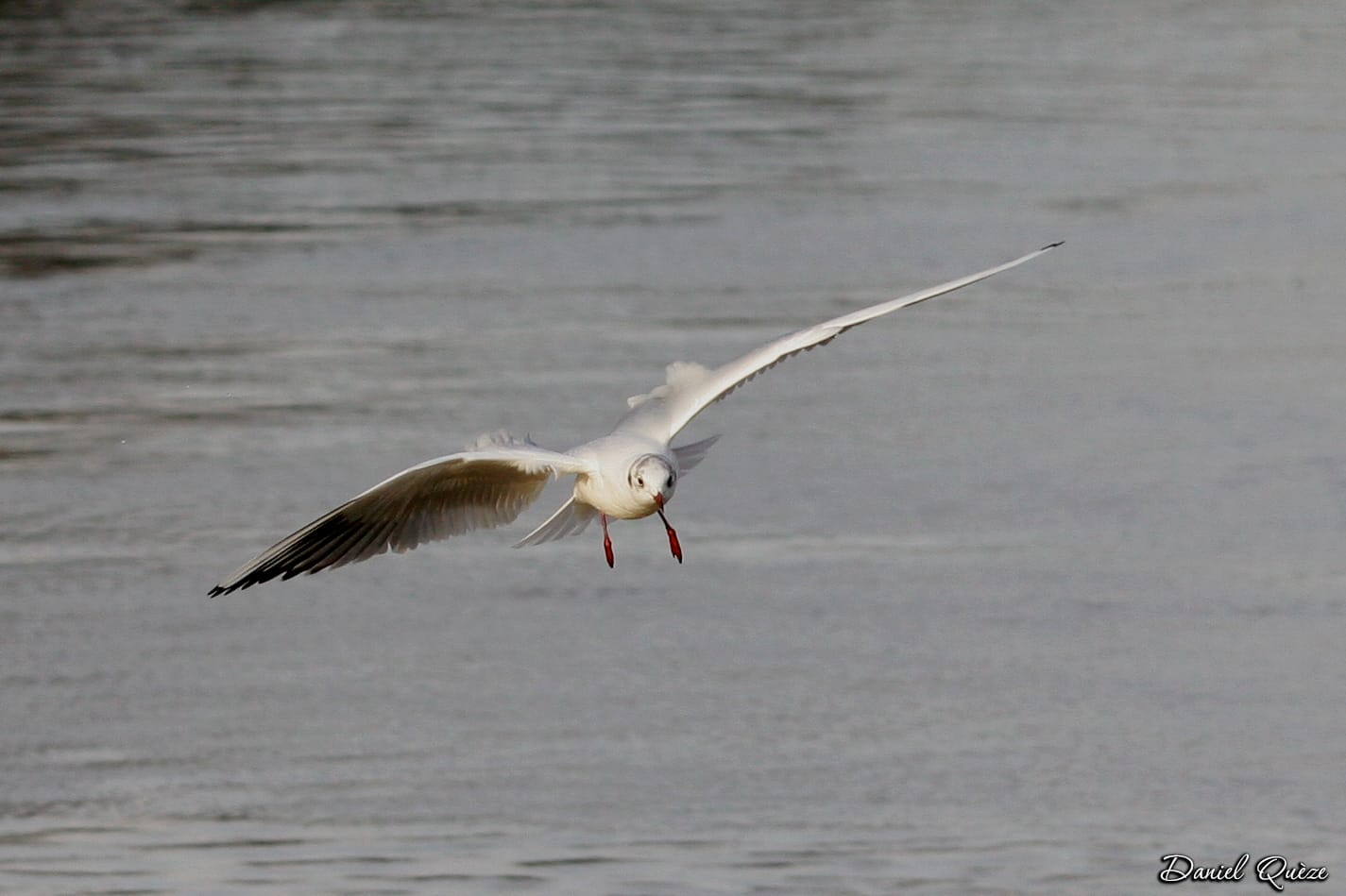 mouette en vol