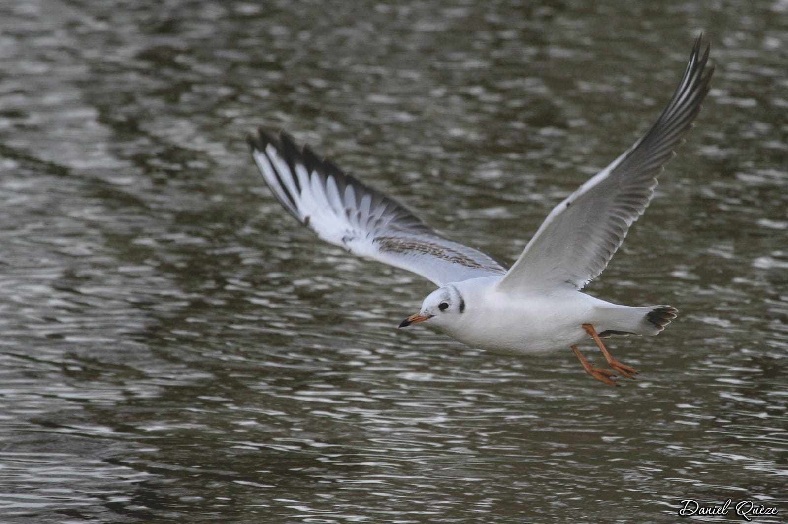 mouette en vol (2)