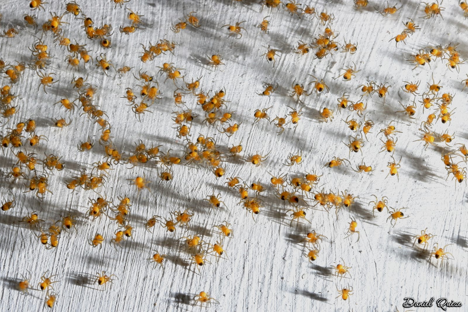 invasion