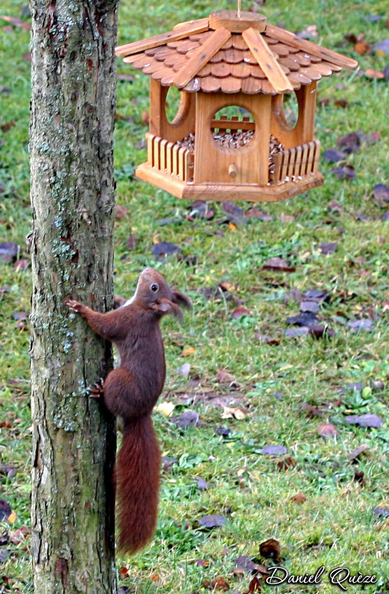 un petit curieux