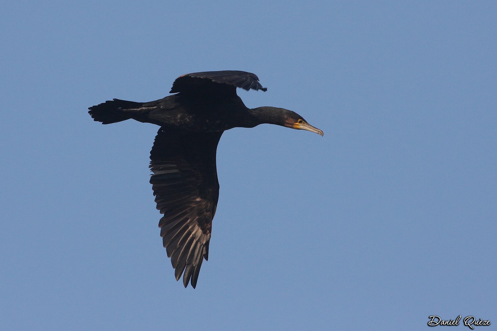 cormoran en vol (2)