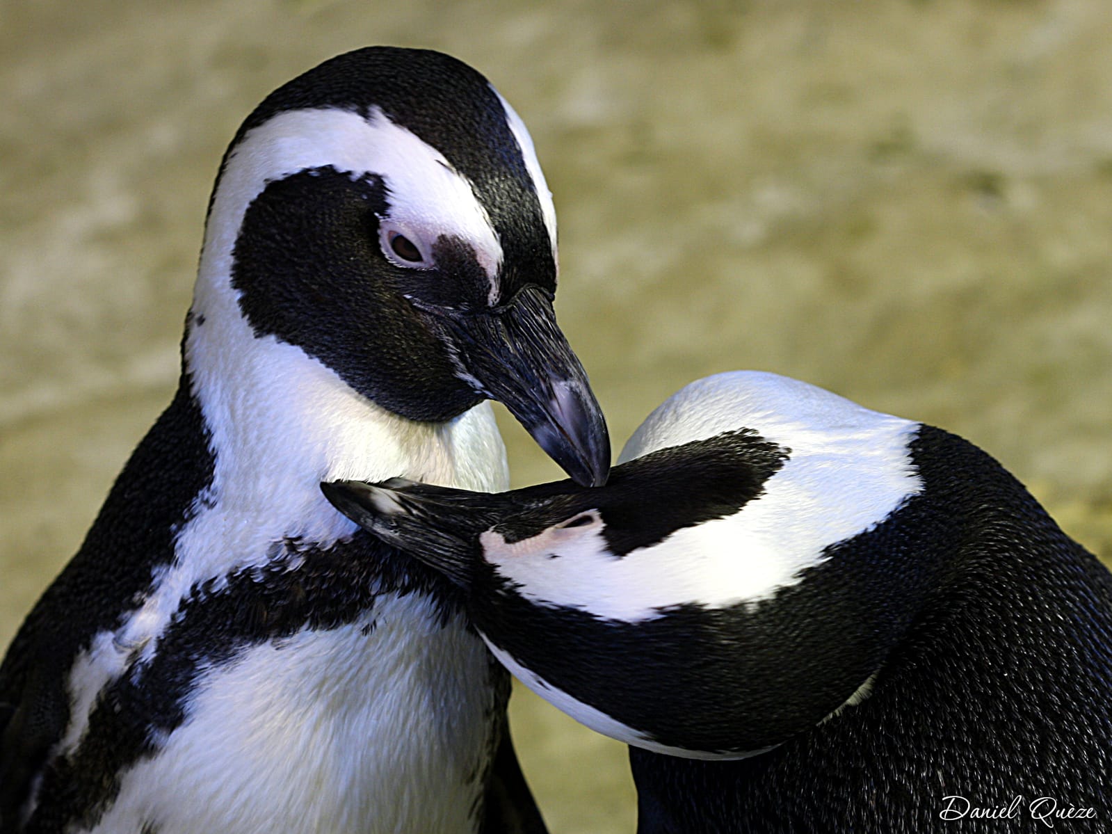 un peu de tendresse
