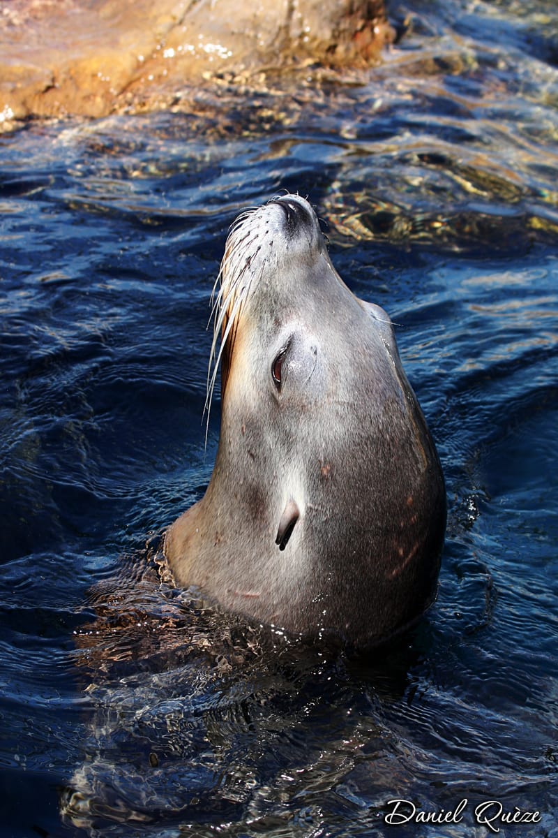 otarie portrait(2)