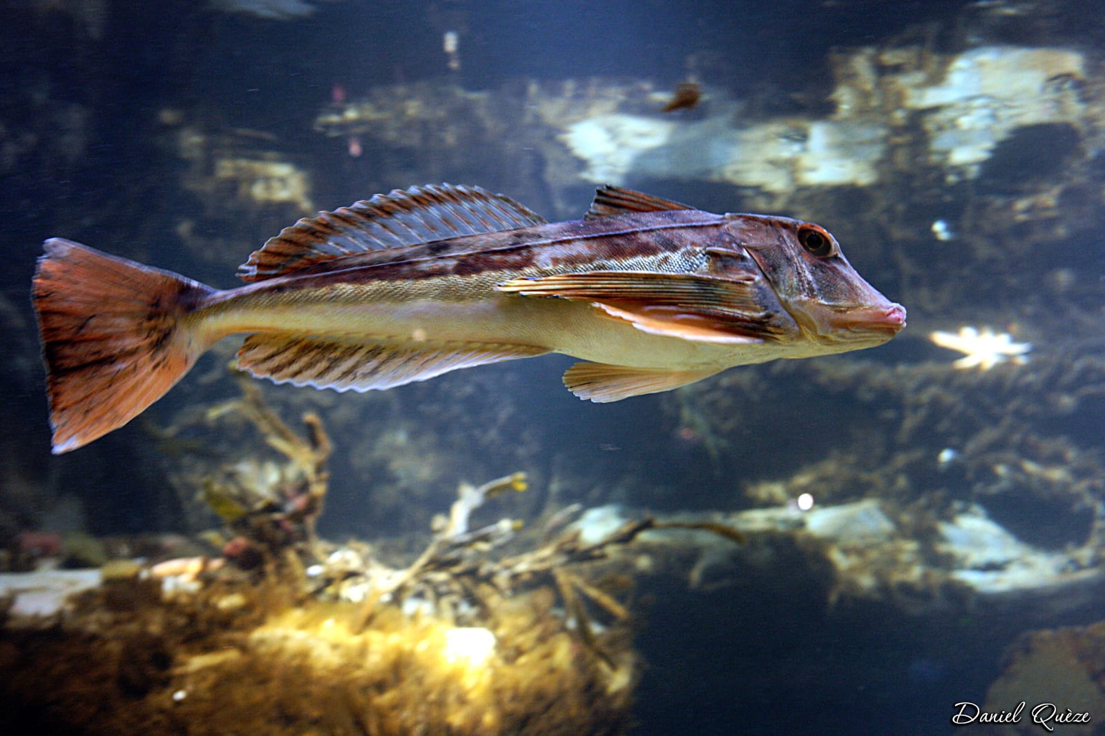poissons (1)