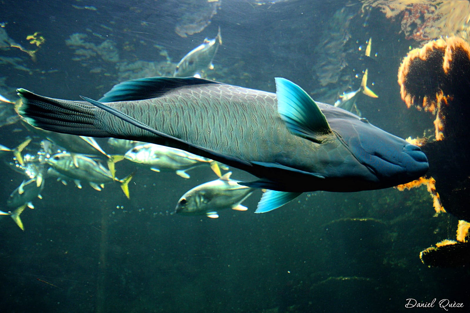 poissons (4)