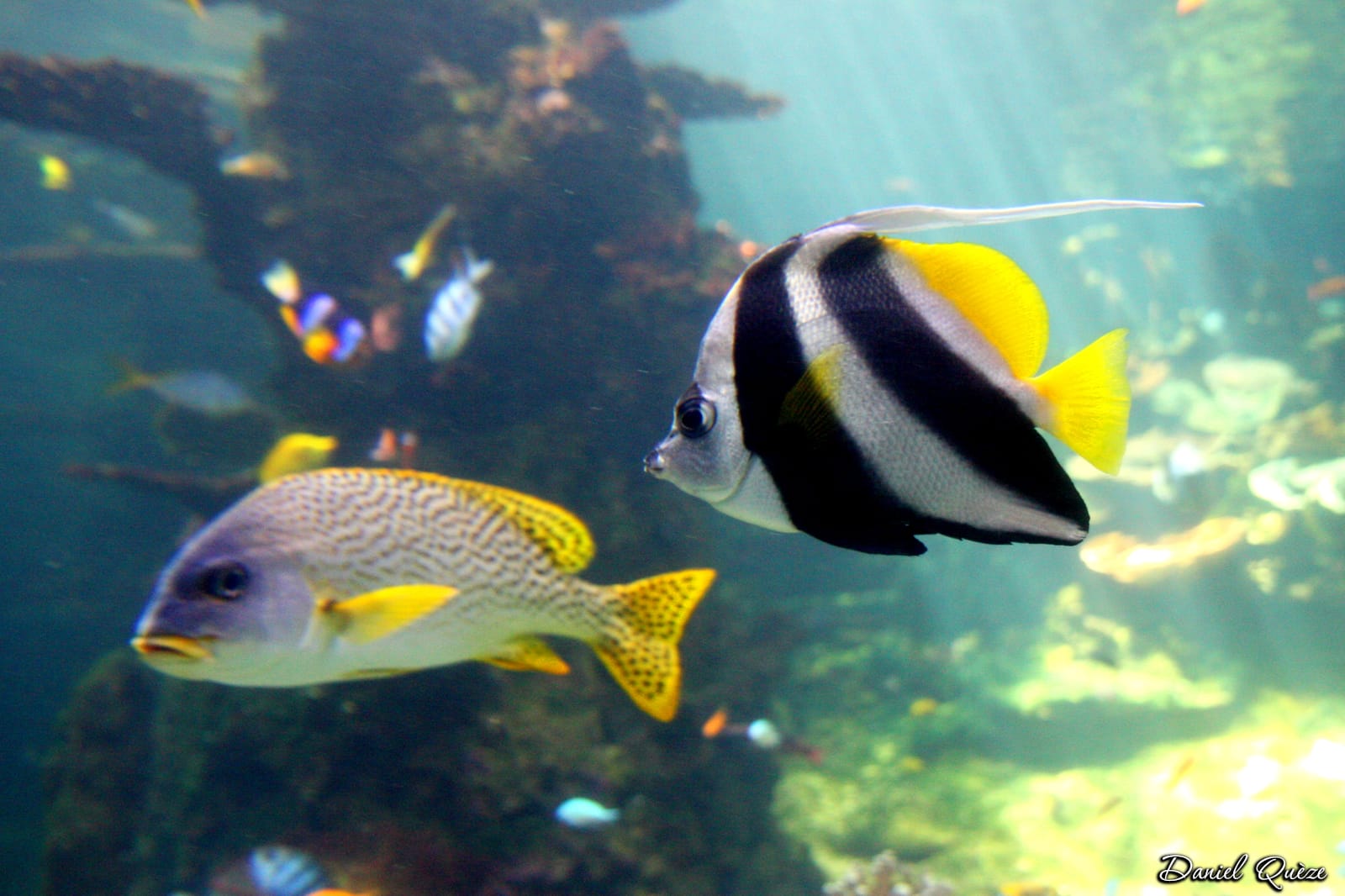 poissons (8) 
