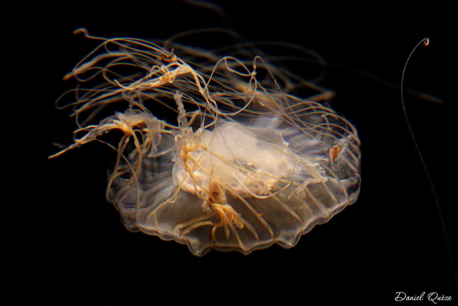 meduses (1)