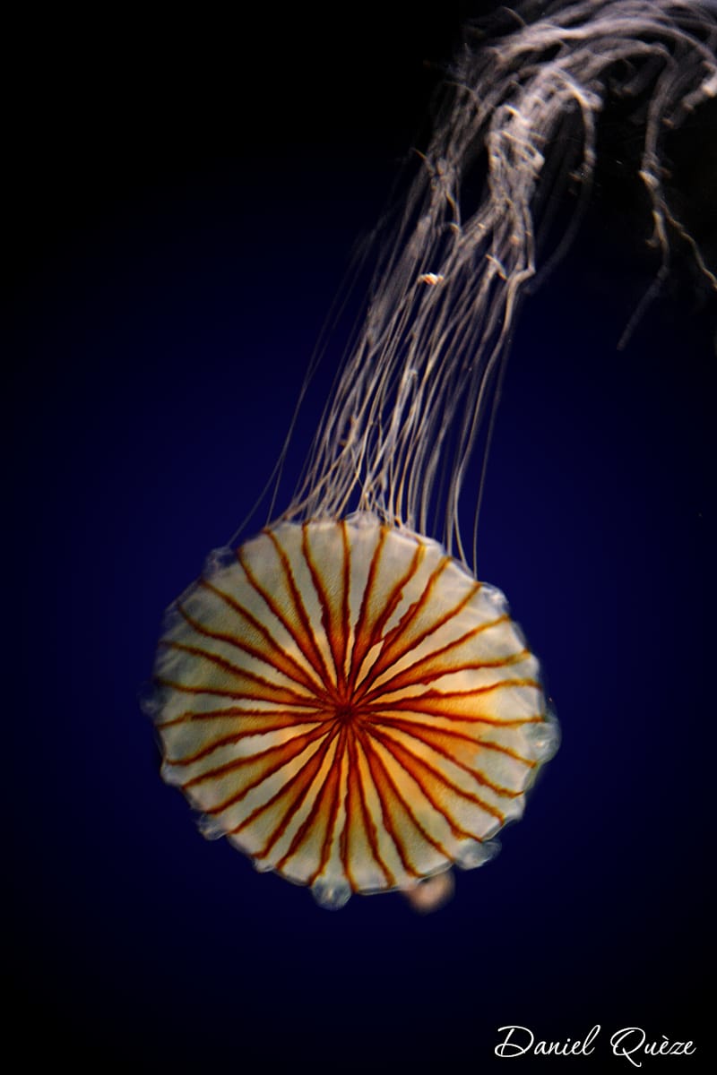 méduses (6)