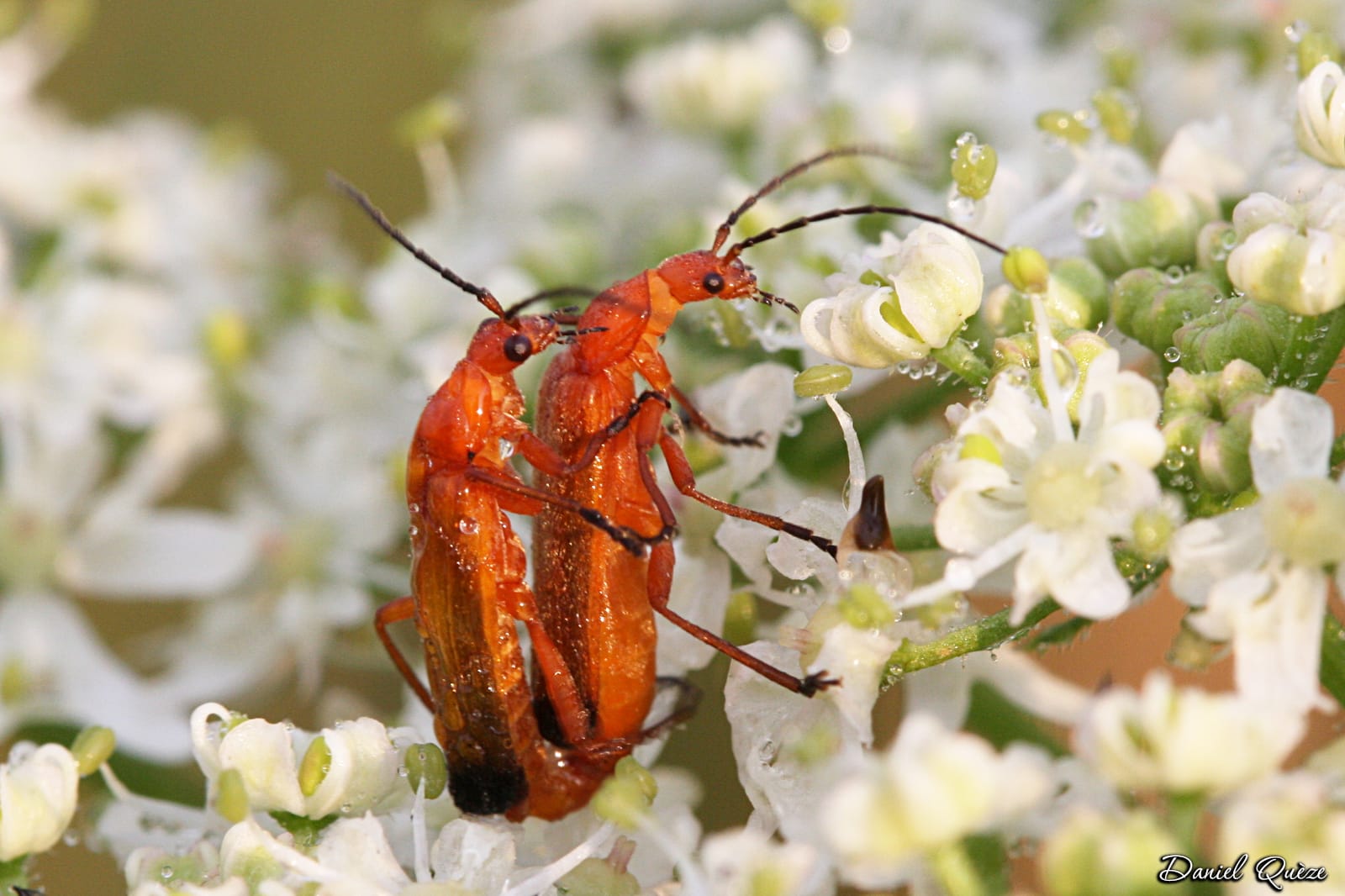 rhagonycha fulva