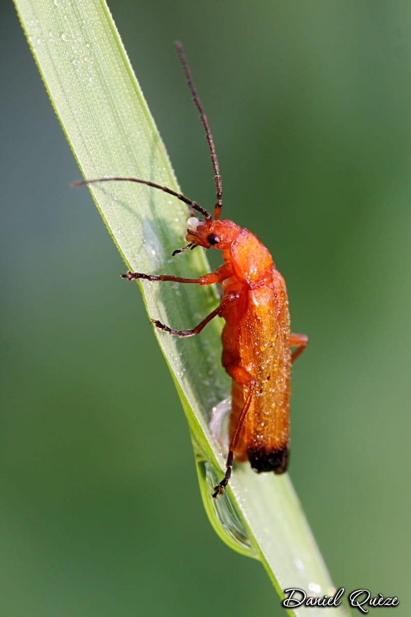 rhagonycha fulva  (2)