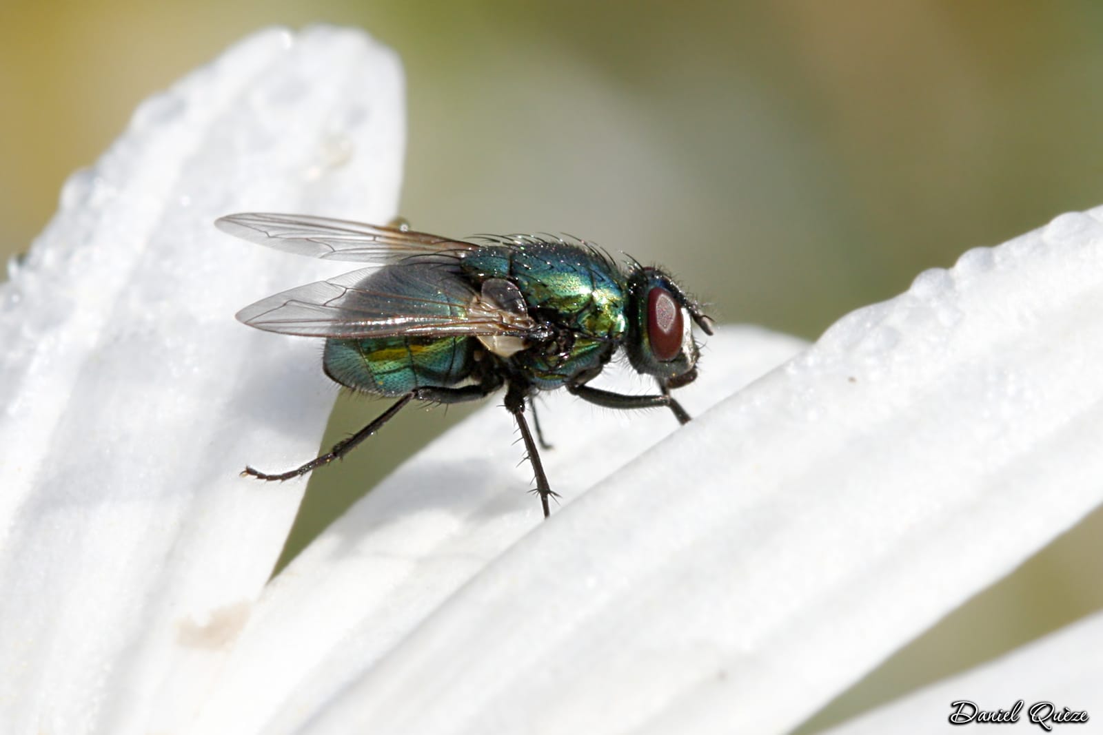 mouche irisée
