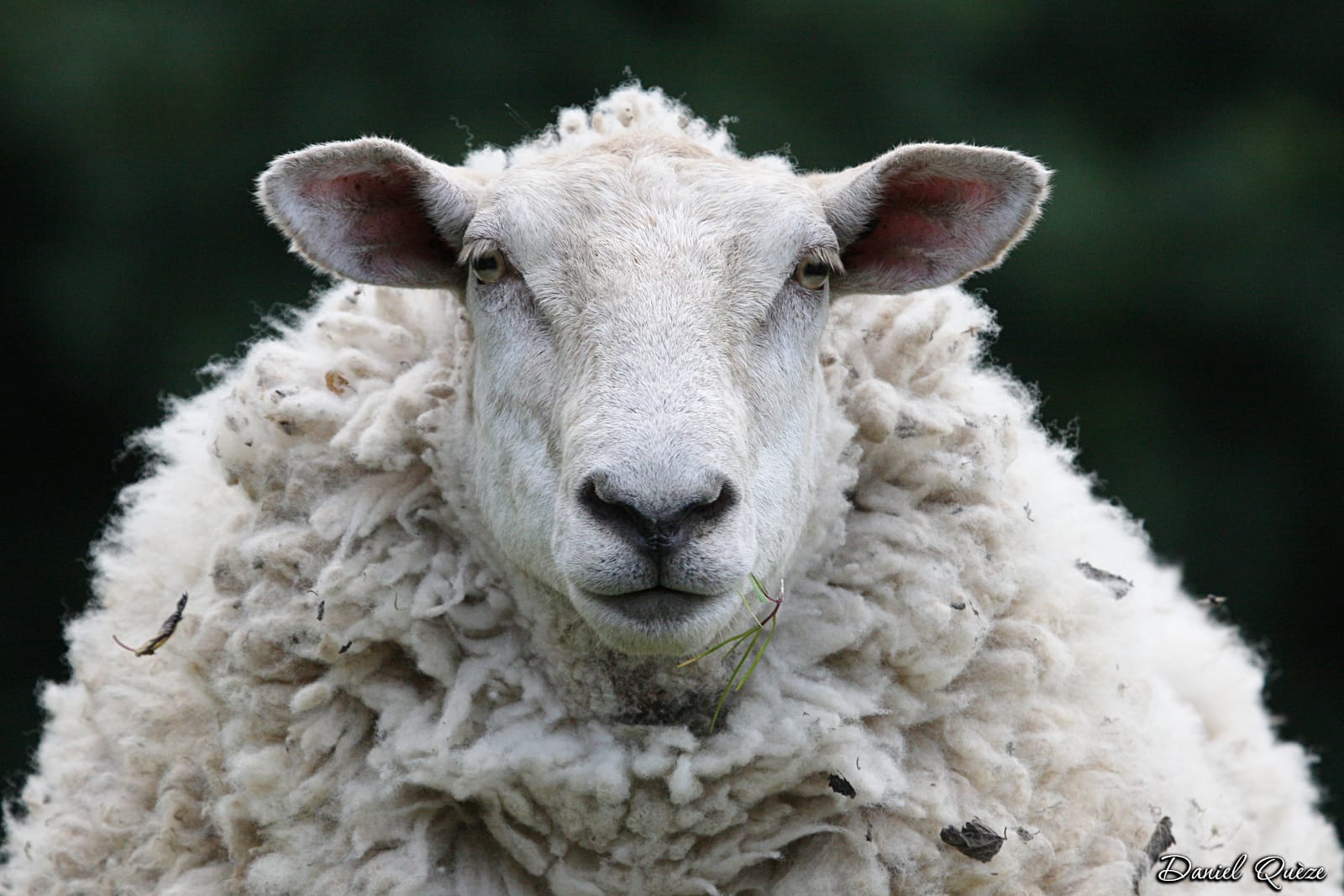 mouton prenant la pose