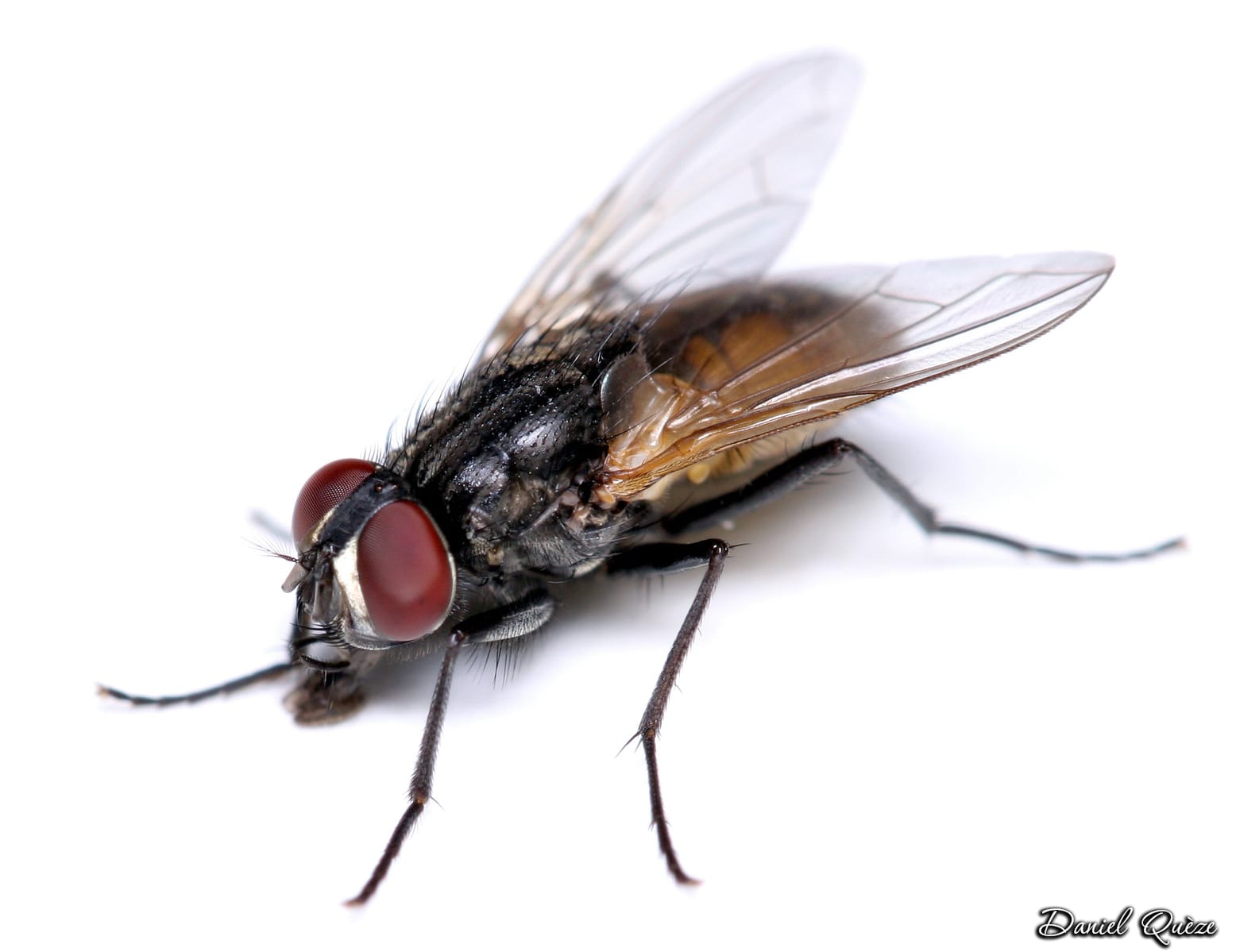 mouche drosophile