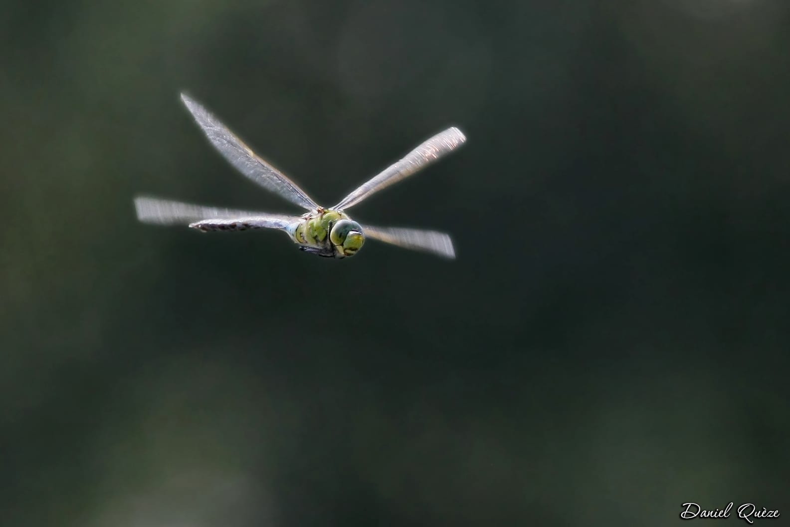 Anax empereur en vol