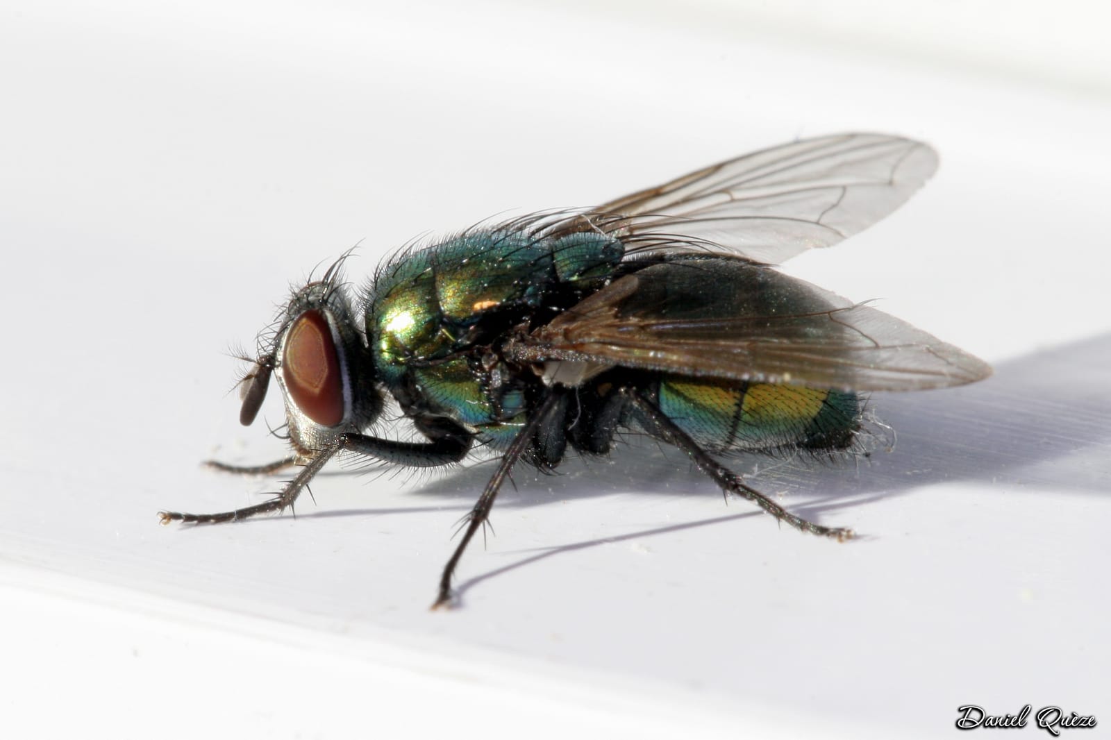 mouche verte