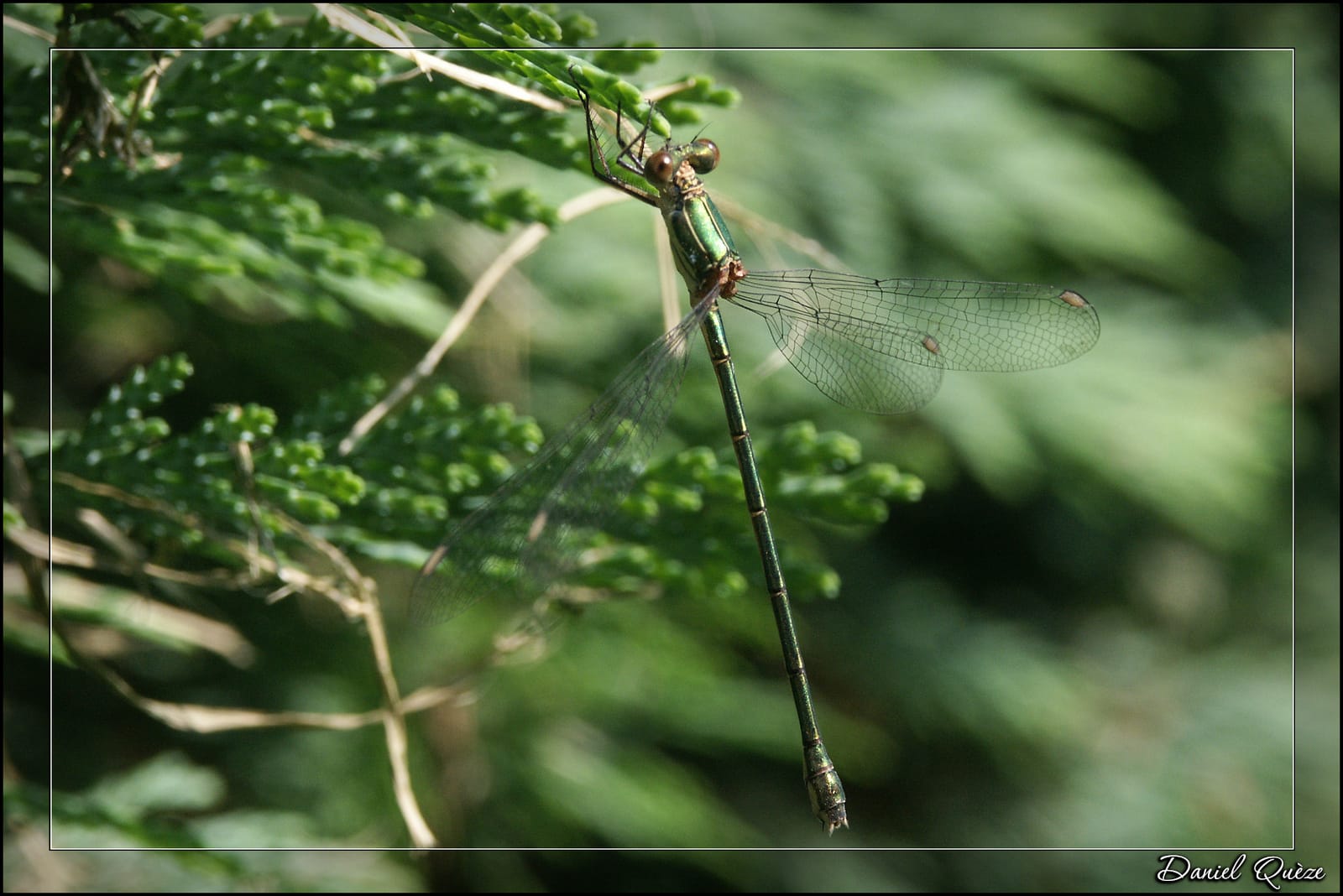 libellule verte
