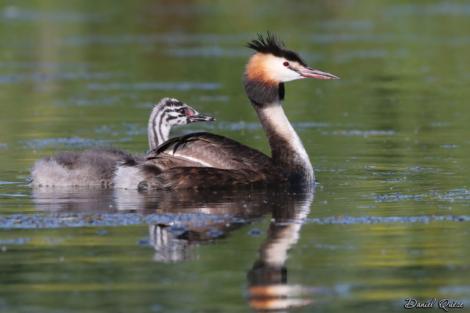 maman grèbe huppé et son petit (2)