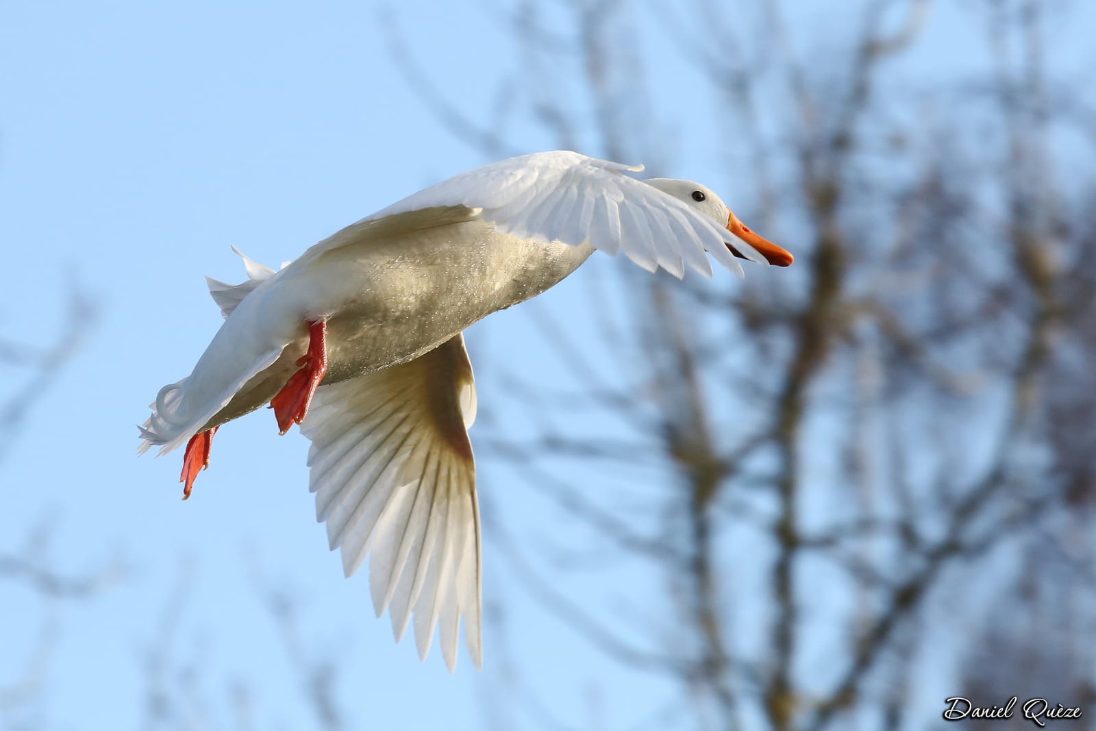 canard blanc en vol