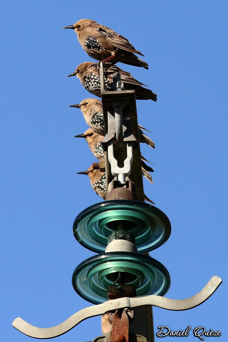 étourneaux - totem