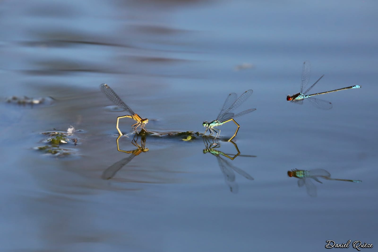 demoiselles